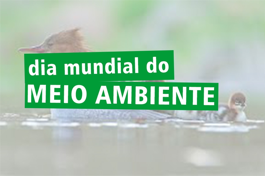 DIA DO MEIO AMBIENTE